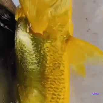 游客钓到野生大黄鱼全身金光闪闪,浙江钓友上野生三斤多大黄鱼