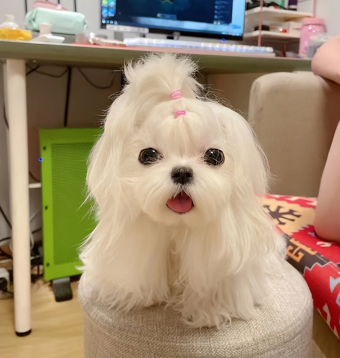 宠物怎么除臭最有效,宠物异味怎么调理