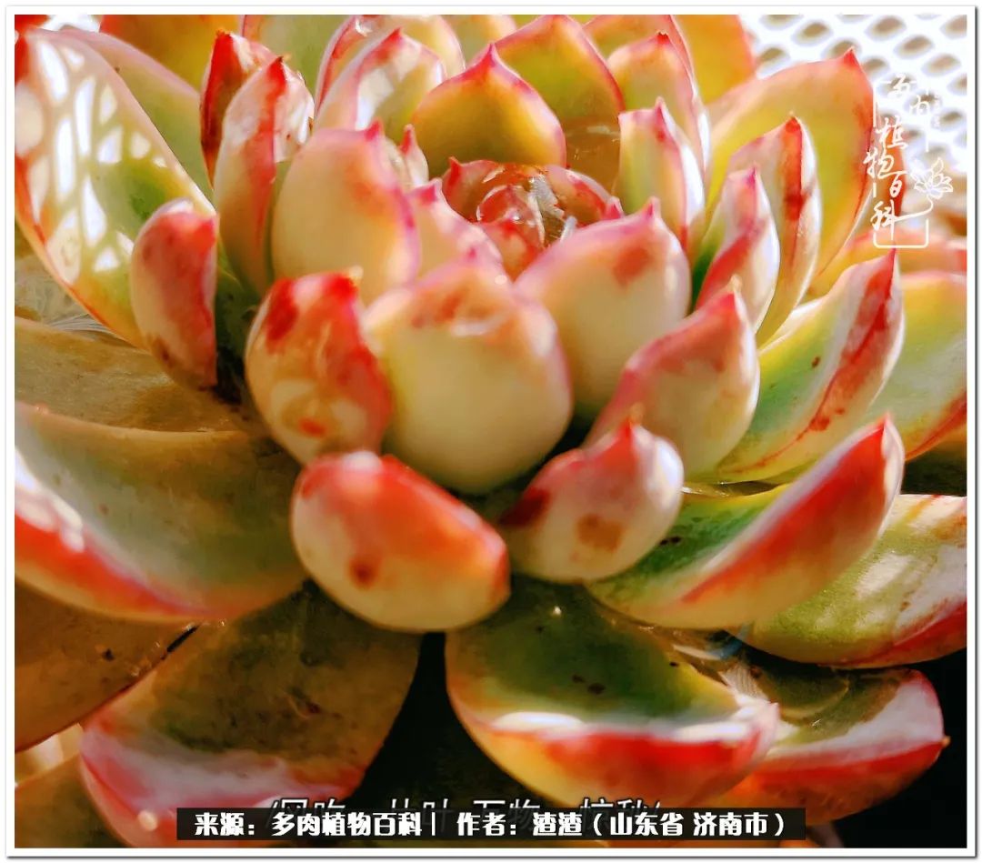 一个并不优秀的90后,何以解忧唯有多肉下一句