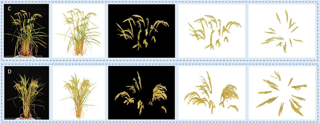 一种基于学习、轮廓形状和超体素聚类的低成本水稻穗三维建模方法
