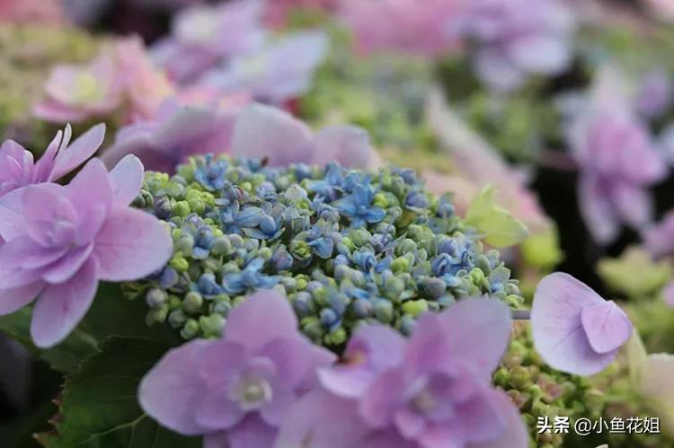 有一种花很好看但是很臭,名字很难听却很漂亮的花