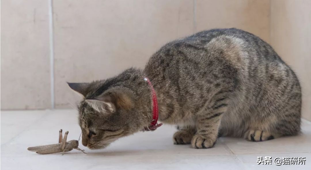 猫嘴里吐出半只蟑螂，如何消毒？在线等，急