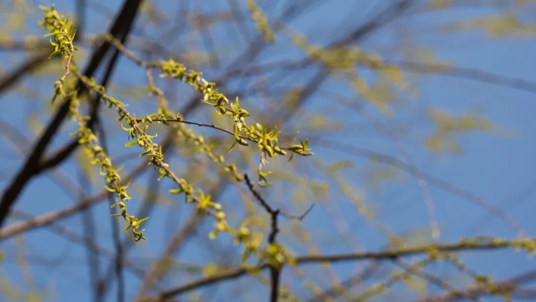 初春的诗词精选,描写初春的诗词佳句