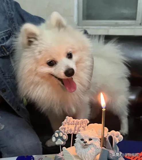 广州宠物店有纯种博美犬卖吗,东莞市大朗寻找博美犬