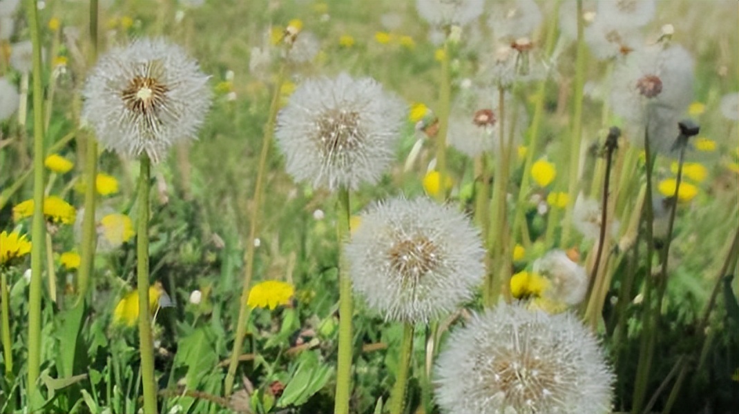 会不会有一种可能：“蒲公英种子”是外星人监视地球的工具？