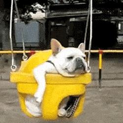 有一种狗很臭,狗狗身上很臭咋办