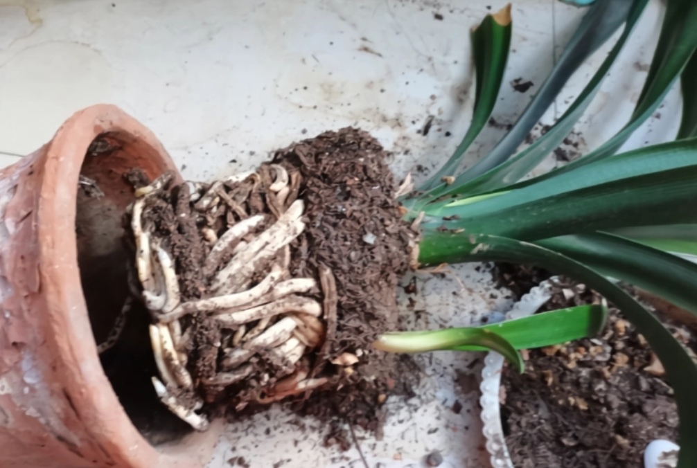 君子兰换盆注意事项及管理,在给君子兰换盆时你的方法正确吗