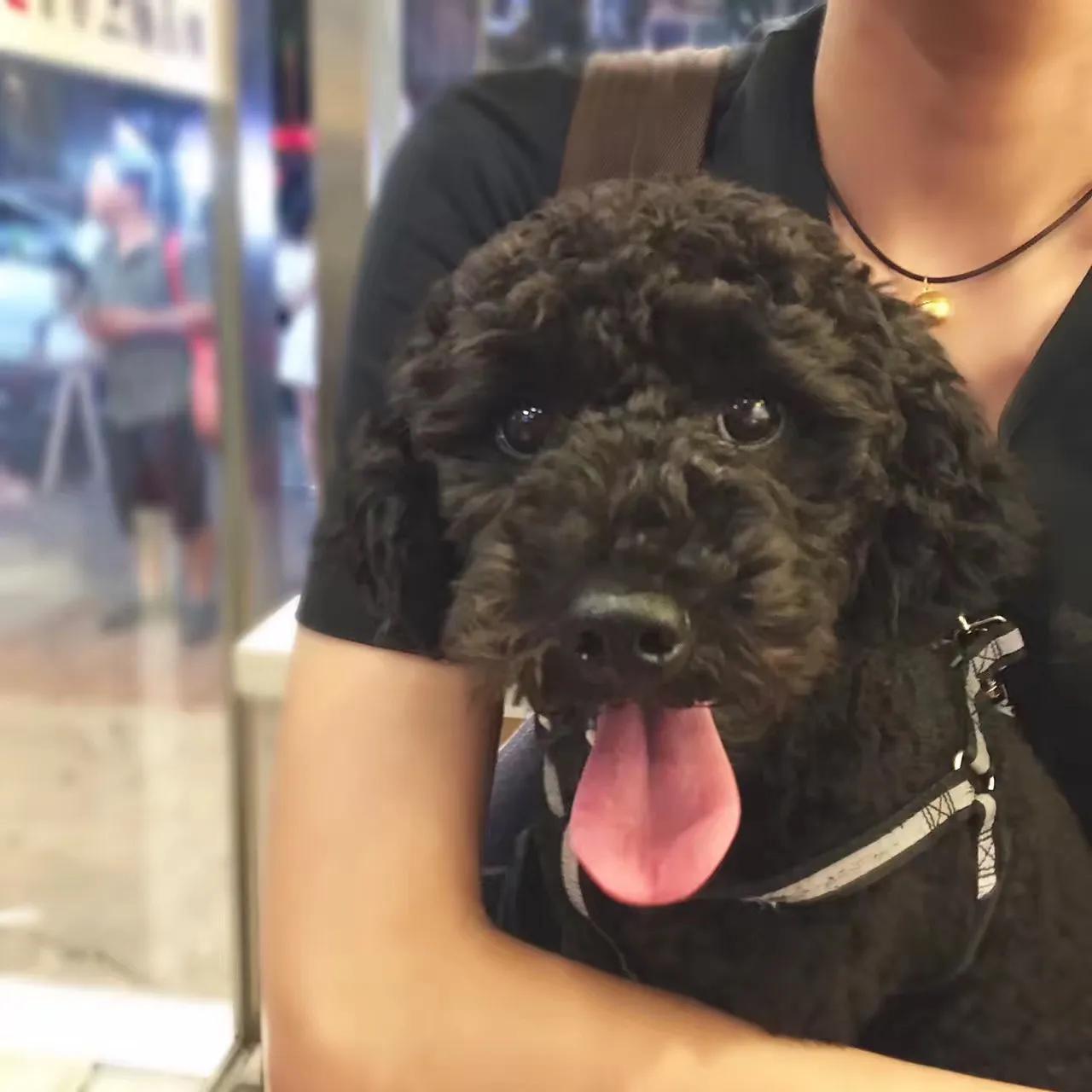 厦门捡到黑贵宾,厦门同安丢失贵宾