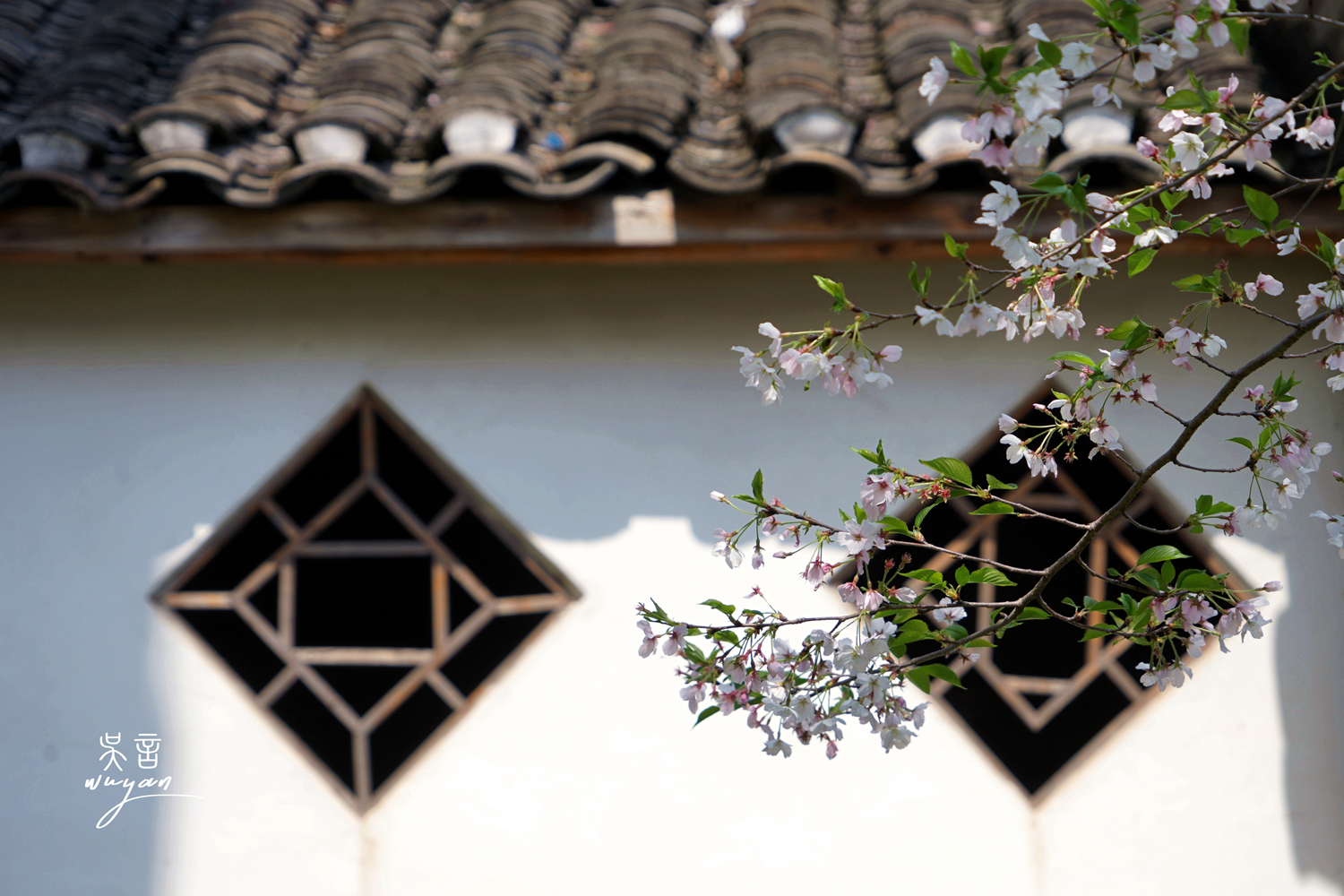 武汉看樱花半日游,武汉看樱花一日游