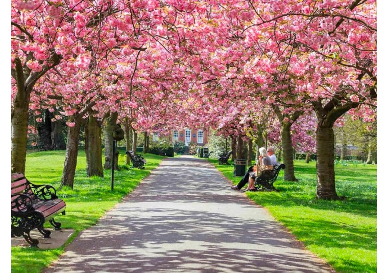 伦敦3月樱花,伦敦樱花季