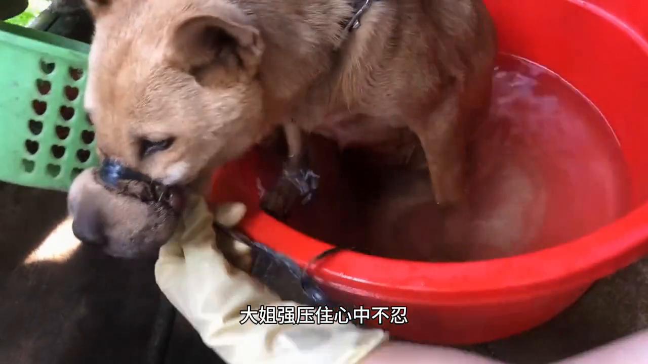 狗狗脖子被铁链深深勒住好心救援,狗狗脖子被铁丝缠住救助