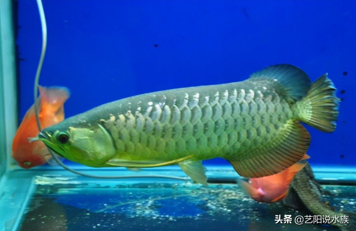 金龙鱼品质排行榜,如何判断小金龙鱼品质好坏