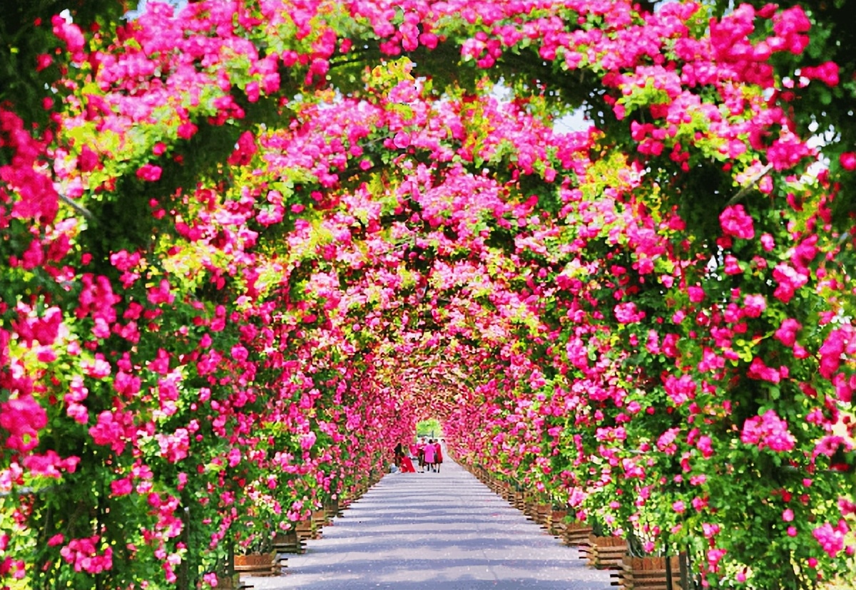 全国有几个城市把月季花选作市花,郑州为什么选月季花当市花