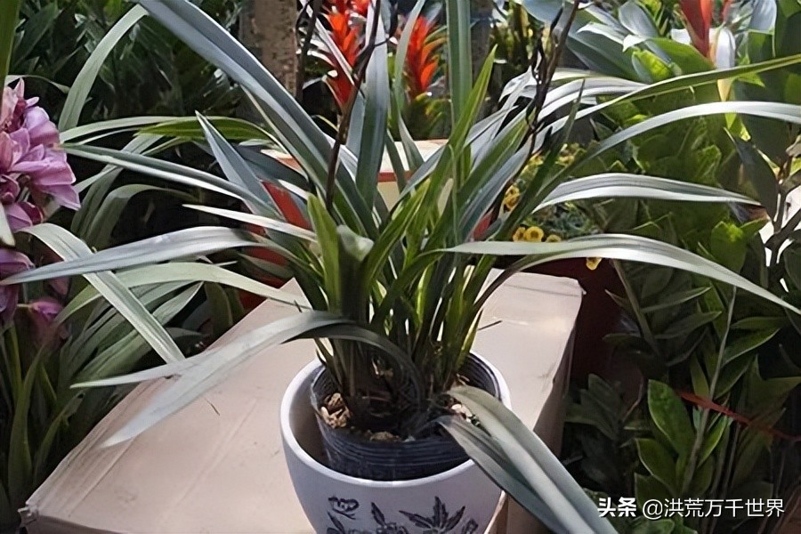 兰花一年开花多少次兰花品种大全,兰花花苞紫红色是什么兰花品种