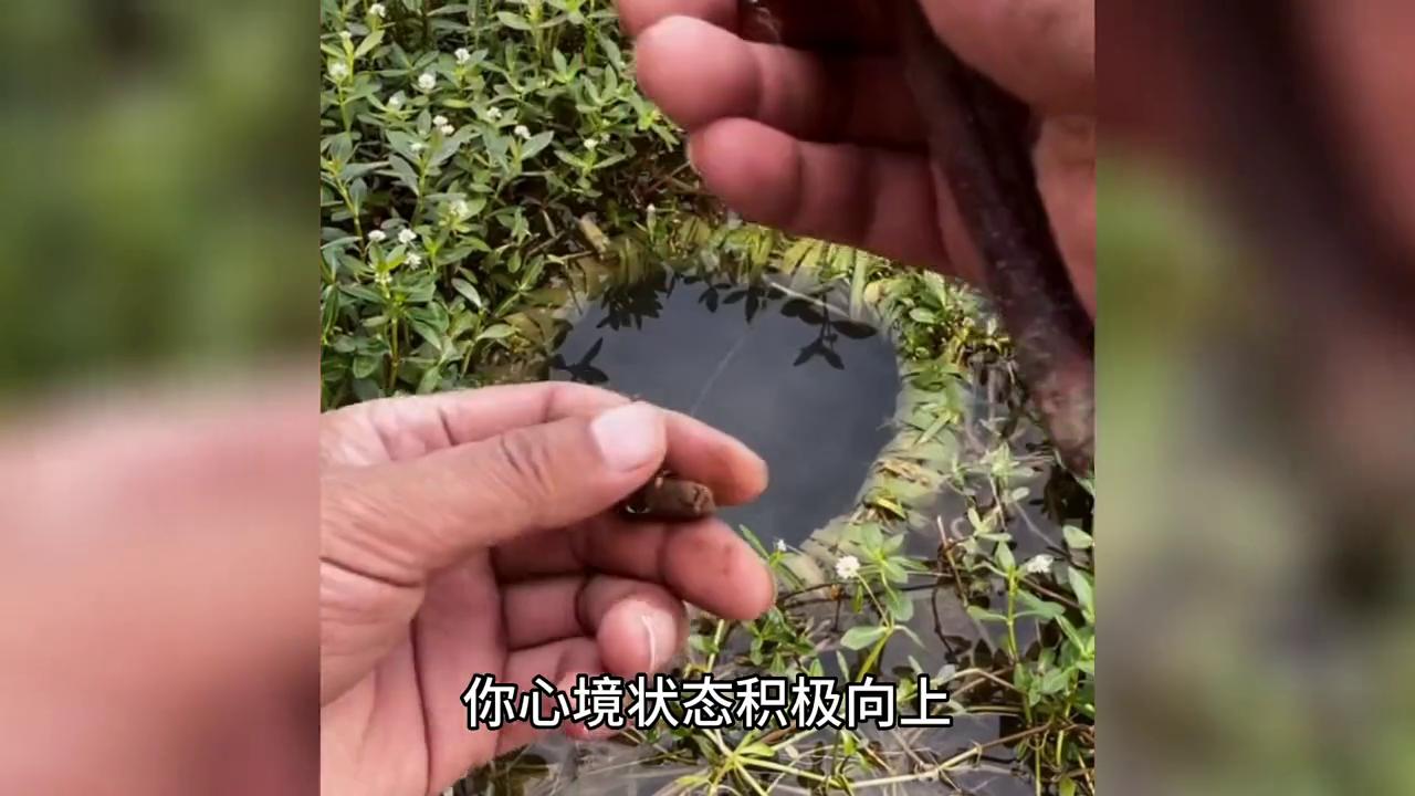 梦到钓鱼有什么寓意,梦到钓鱼是什么意思而且鱼很多