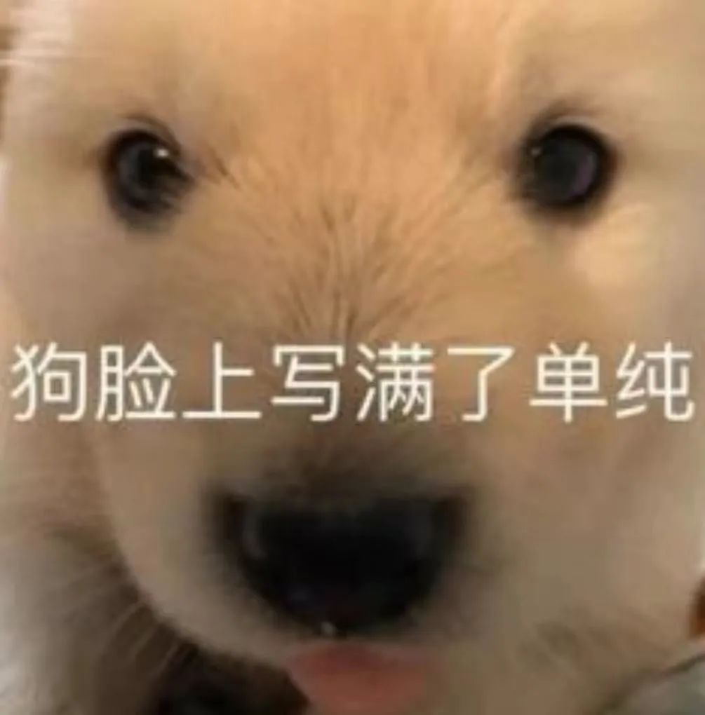 被小动物咬伤你会怎么做,被小动物咬伤怎么办呢