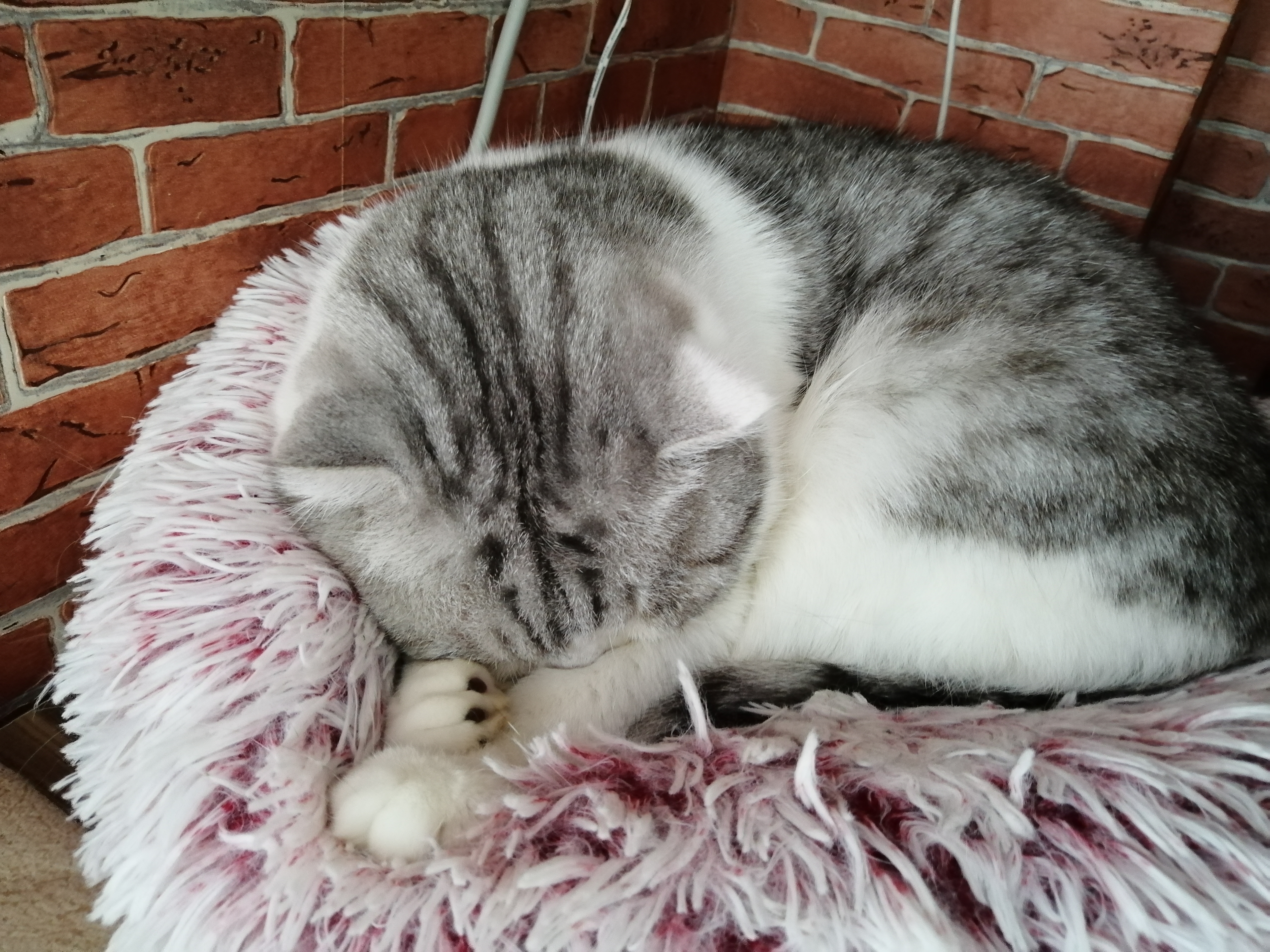 养猫与人合租,合租养猫应该通知室友么