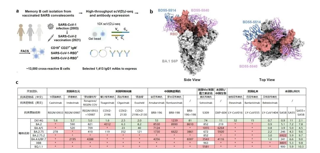 从流感病毒看新冠病毒的未来,流感及新冠病毒科普