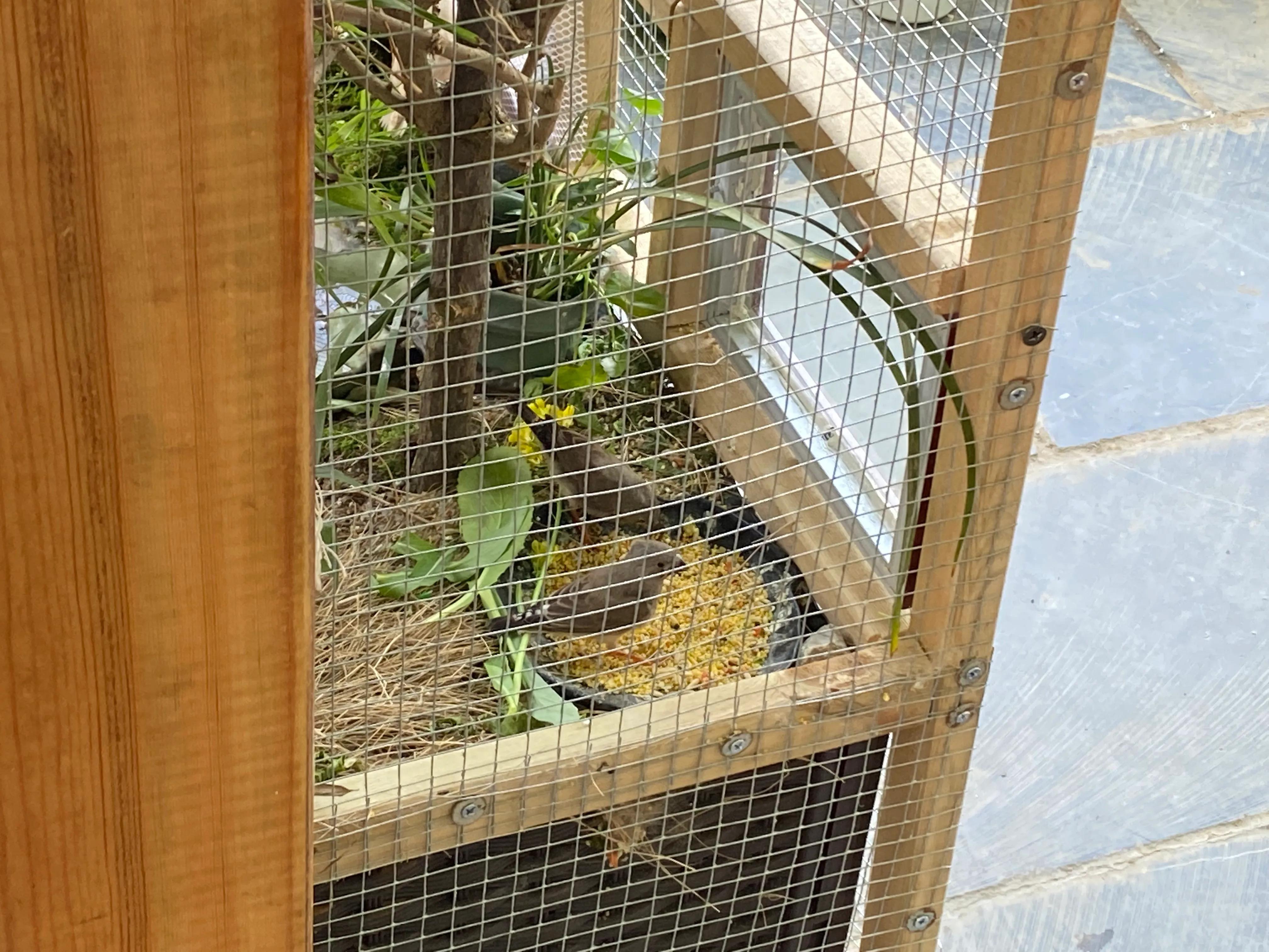 珍珠鸟原生态喂养方式，平时都不用打理，两个月生宝宝！懒人养鸟