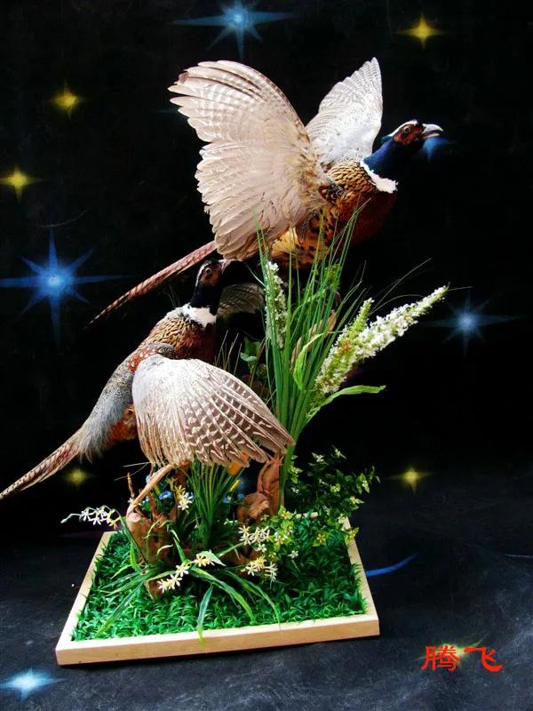 复制宠物赚“情感钱”，山村小伙走出条不同寻常人生之路