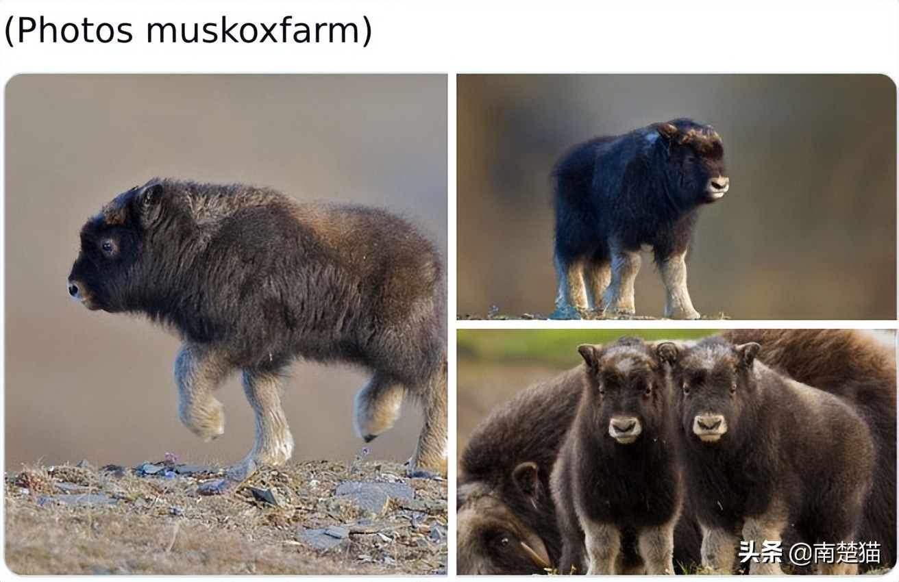 分享各种各样的动物,保证你没见过的20种新动物