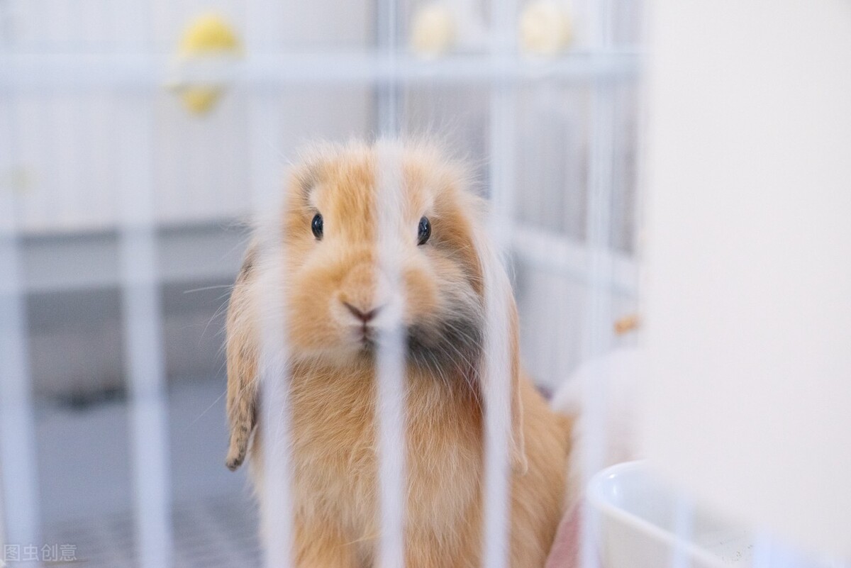 兔子耳螨清理过程,兔子耳螨初期症状