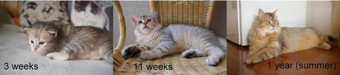 基因克隆最新突破,基因最新突破