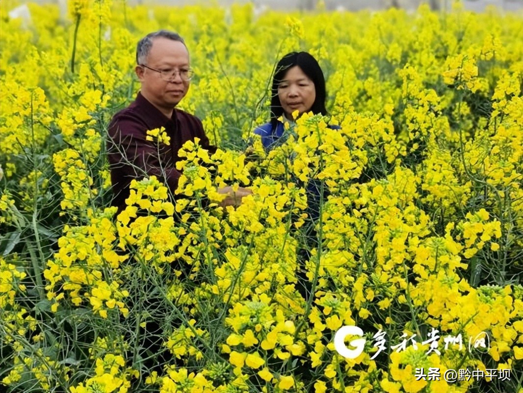 【农业“芯”力量】油研300：一粒价值千万的油菜籽