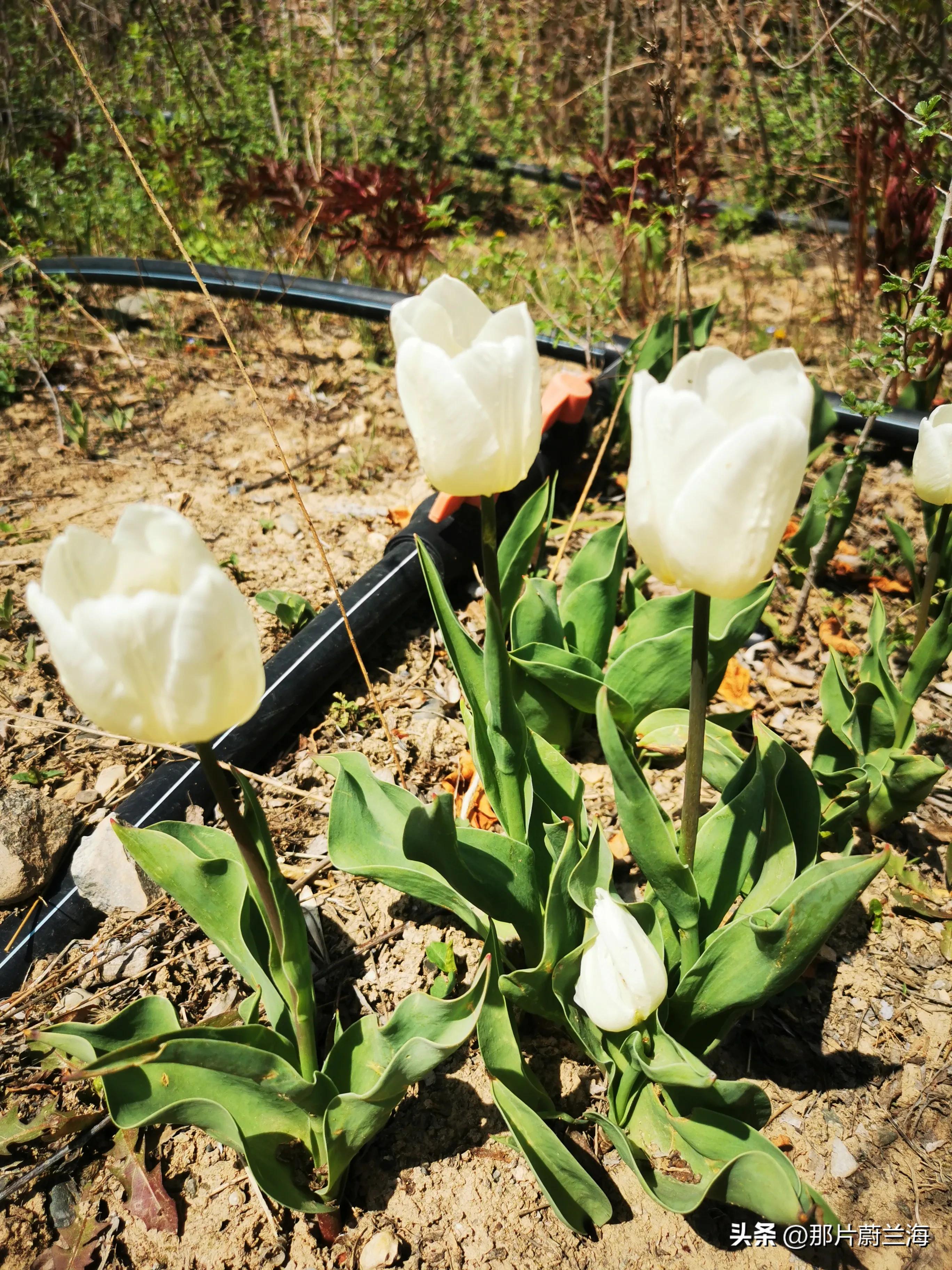 郁金香的花语最浪漫的,郁金香浪漫花语