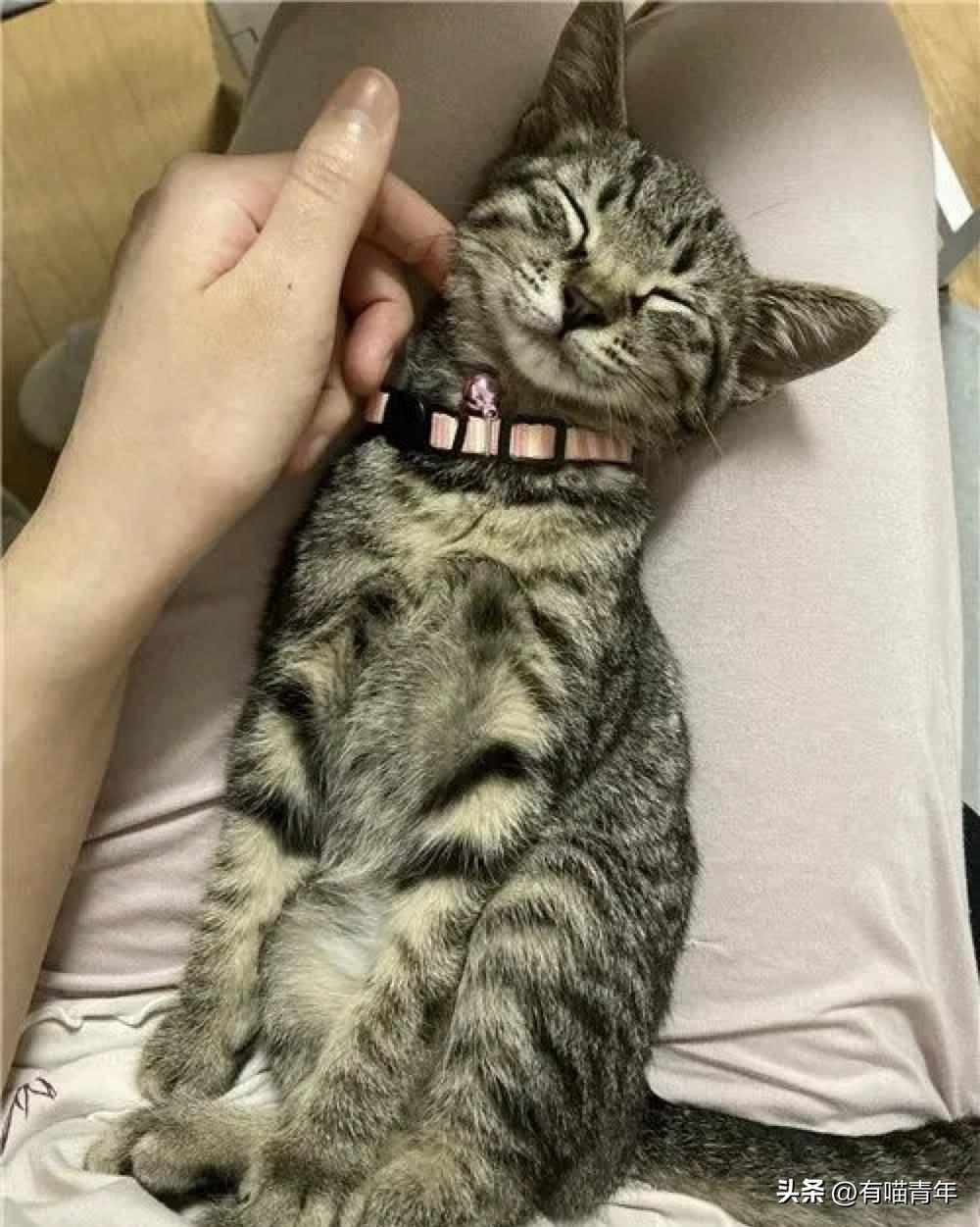 4个月的小奶猫爬上11楼求收养,破大防被拒绝