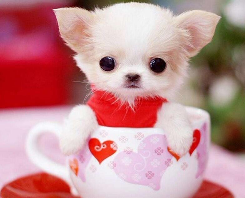 基因缺陷的人造杂交鱼，竟给台湾省赚到20亿外汇？背后真相太残忍