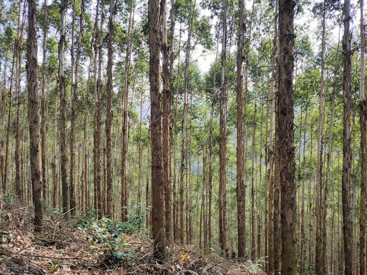广西桉树影响,蒙眼狂奔完整视频