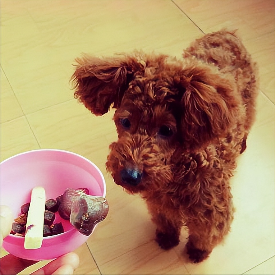 泰迪把你当妈妈的表现,泰迪把你当亲人还是外人