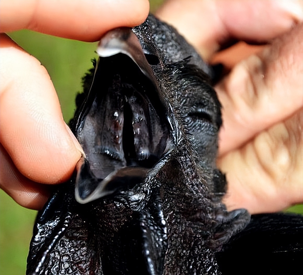 比乌鸡还黑的鸡,印尼金属鸡和乌鸡区别