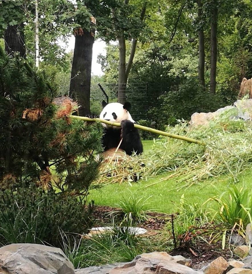 为什么加拿大养不起大熊猫,加拿大养不起熊猫