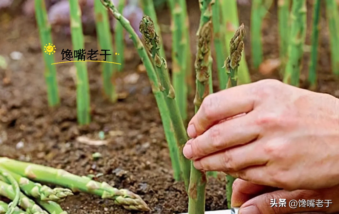 芦笋粗的还是细的好,购买芦笋绿色与白色哪种好