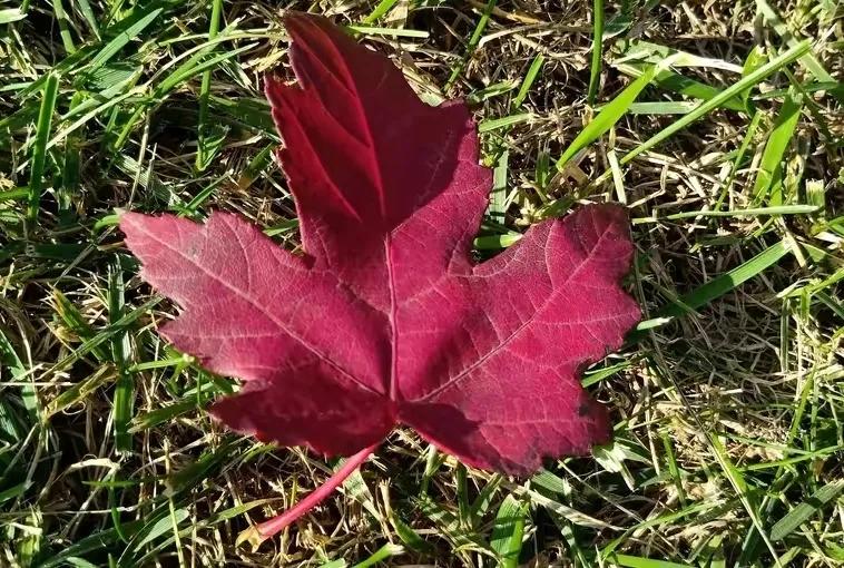 随笔／忆往昔，童年收藏的树叶“书签”还在吗？