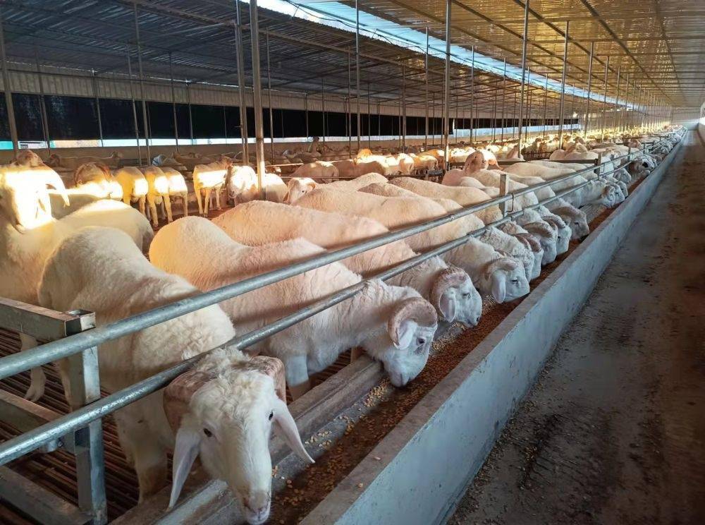 常见的肉羊品种有哪些？最适合圈养的肉羊品种有哪些？