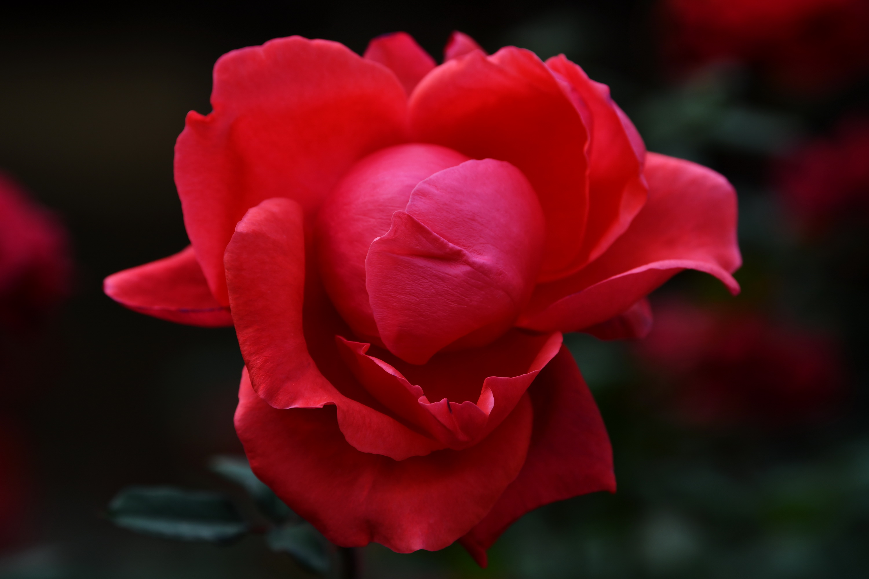 广州市番禺区宝墨园攻略,广州宝墨园景观