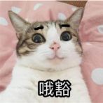 猫咪发情怎么办,公猫咪剃毛后发情怎么缓解