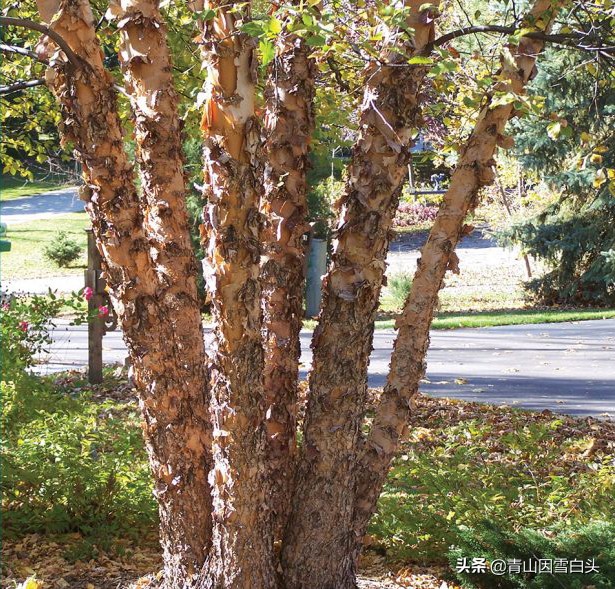 林地种植什么树种好且赚钱多,荒山种什么树收益最快