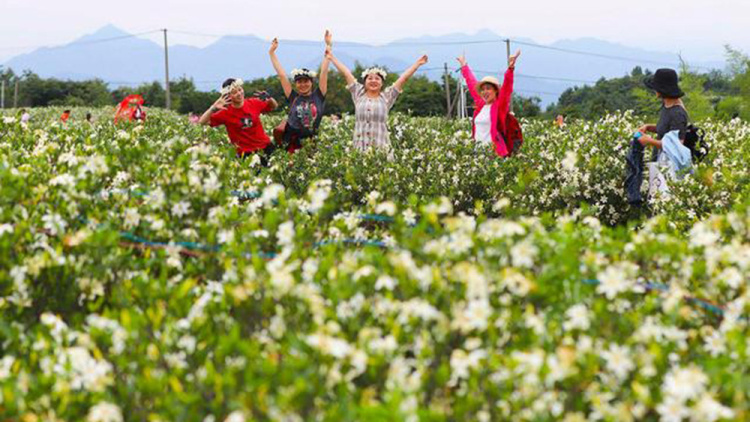 安徽旌德县栀子花：小产业成为乡村振兴新引擎