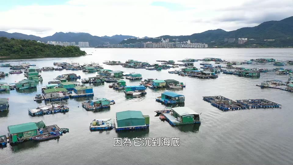 香港海域突现百万鲳鱼，背后原因令人唏嘘