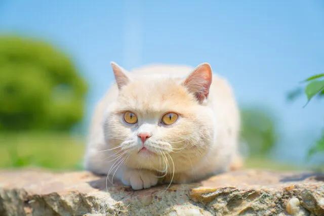铲屎官快看看图片,铲屎官怎么看猫咪的粑粑是否健康