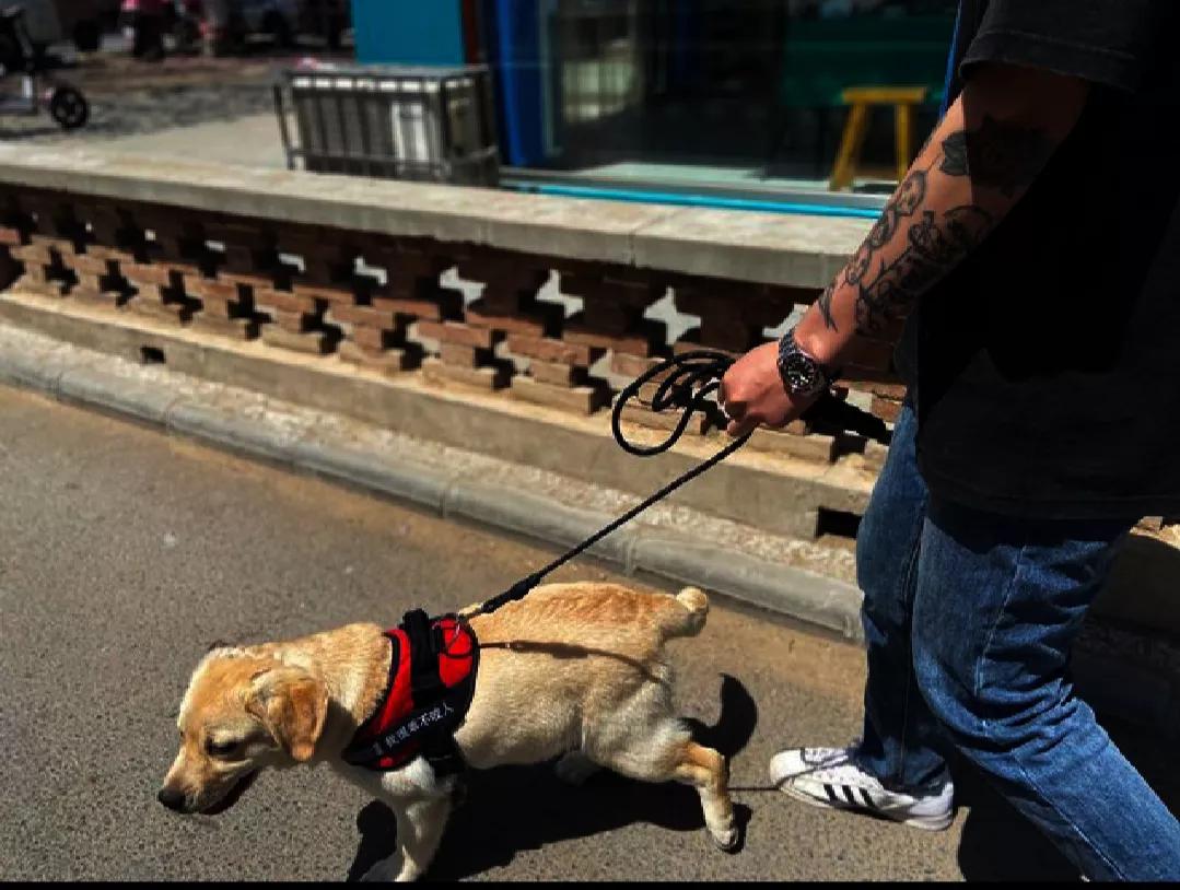 路上遇到恶犬自救方法,路上遇到恶犬怎么自救