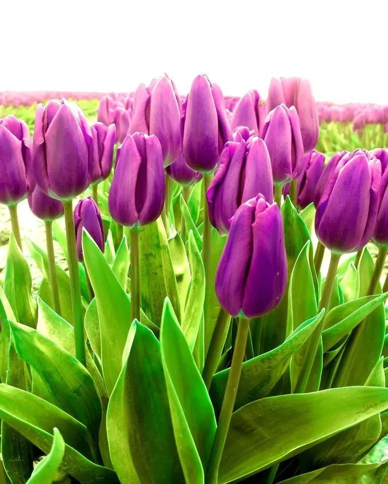 漂亮的郁金香随手一拍都是美景,春天的郁金香花海美得不可方物