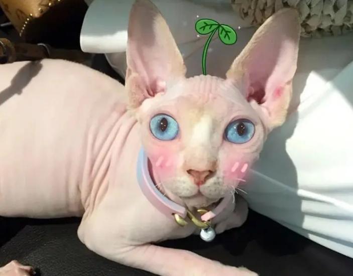 养猫咪的基础知识无毛猫,无毛猫养猫注意事项