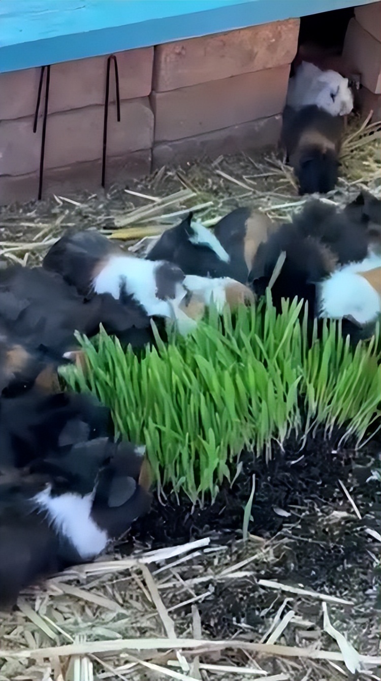 豚鼠被主人遗弃,前主人抛弃在出租屋里领养的猫咪