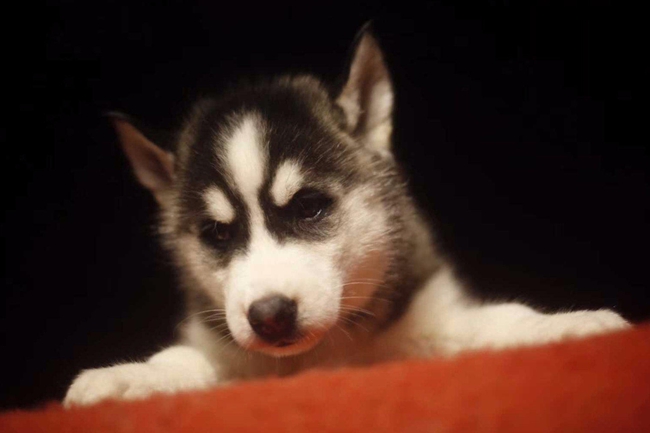 哈士奇嘴巴不白怎么回事,哈士奇嘴巴有红斑