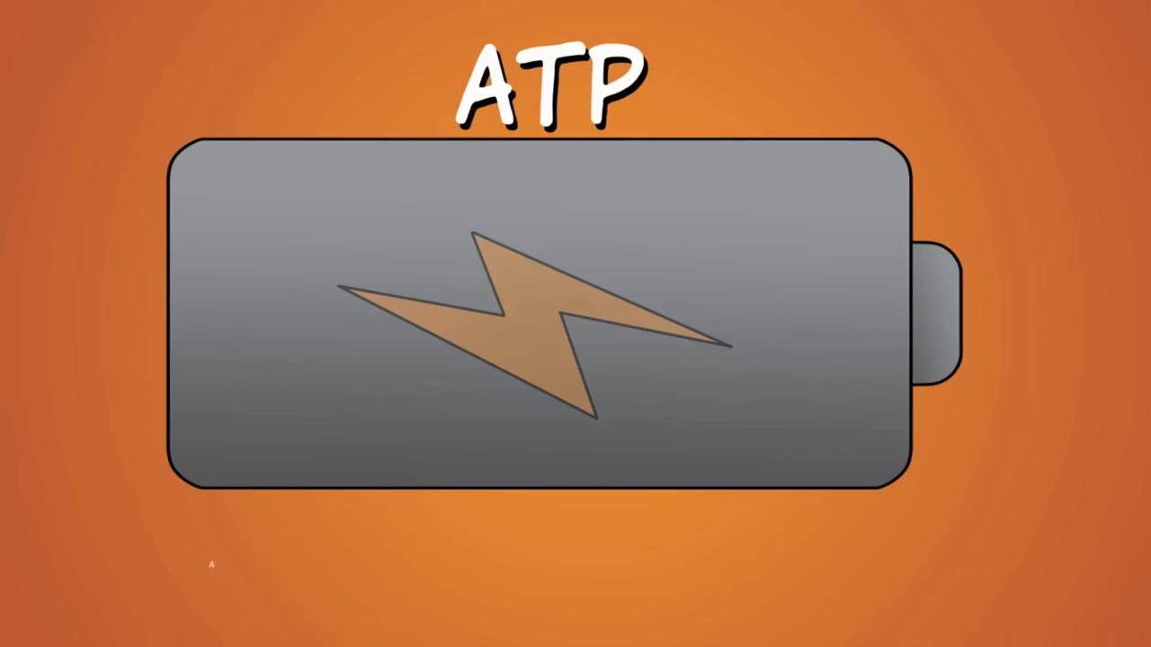 CellularRespiration,UPDATED细胞呼吸#动画